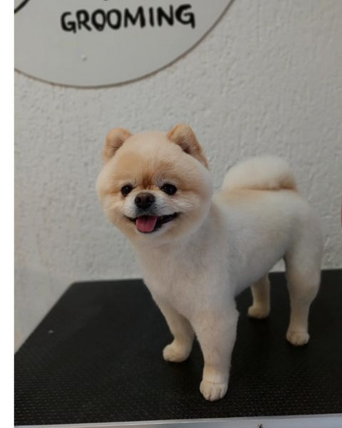 Teddy Bear Haircut
