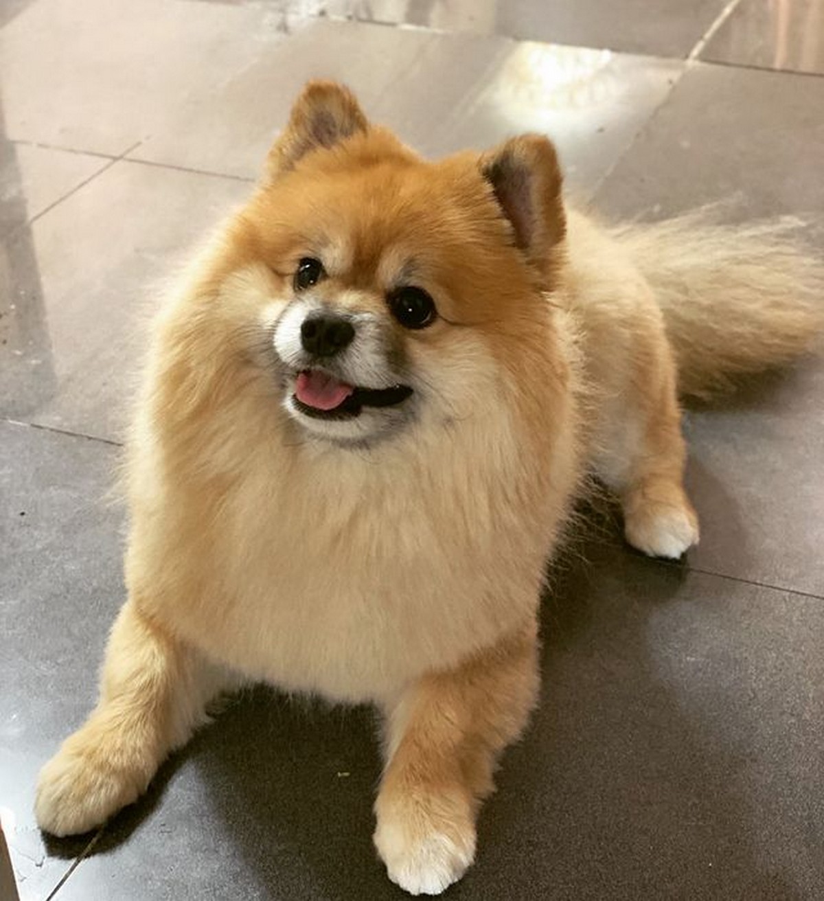 Foxy Cut